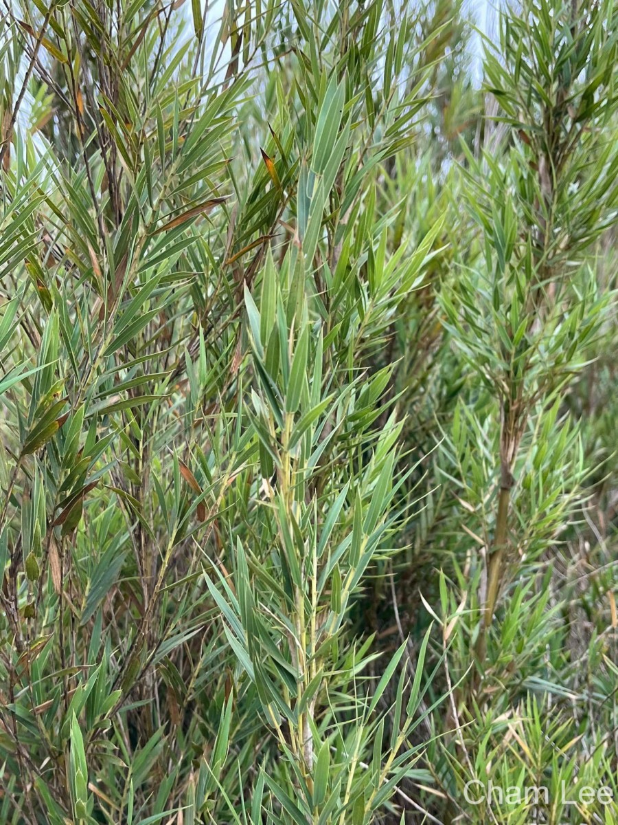 Kuruna densifolia (Munro) Attigala, Kathriarachchi & L. G. Clark